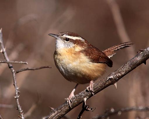 Winter 2012 bird ID thread-2978w.jpg