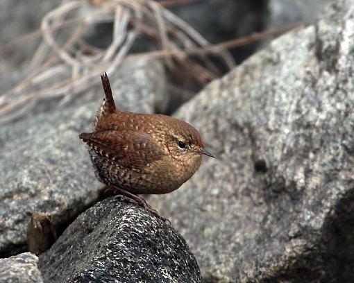 Winter 2012 bird ID thread-3186w.jpg