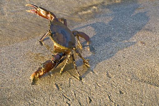 Walking crabs-walkingc-002.jpg