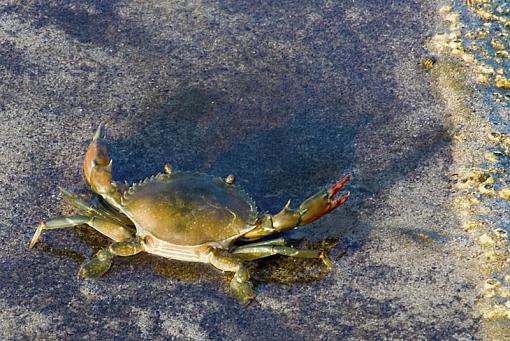 Walking crabs-walkingc-001.jpg