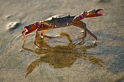 Walking crabs-walkingc-004.jpg