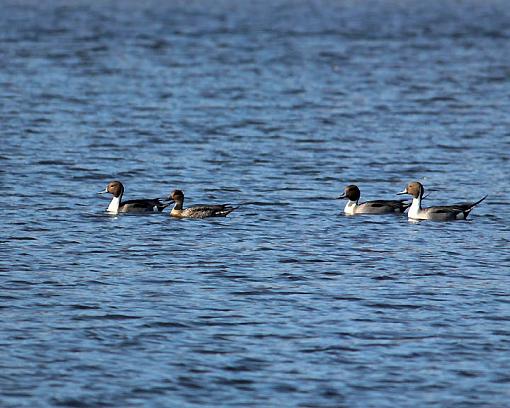 Winter 2012 bird ID thread-3267w.jpg