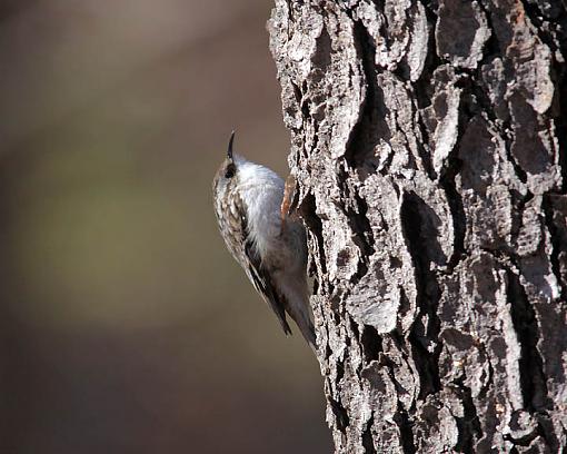 Winter 2012 bird ID thread-3476w.jpg