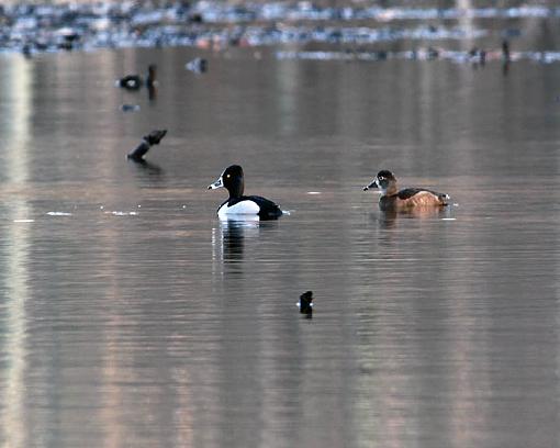 Winter 2012 bird ID thread-4189w.jpg