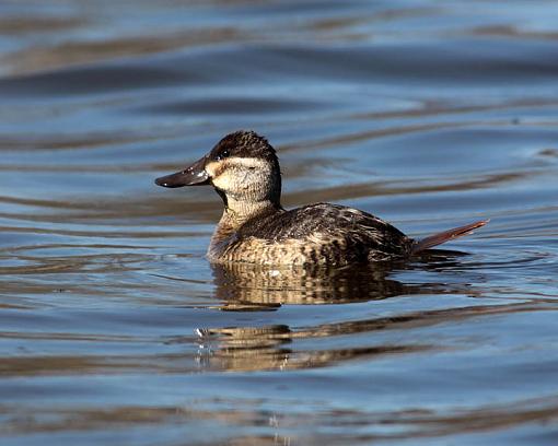 Winter 2012 bird ID thread-5062w.jpg