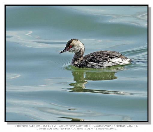 Horned Grebe-img_4658ptlblds.jpg