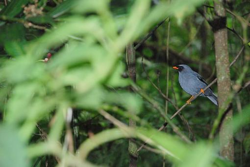 Costa Rica Bird ID-dsc_0462-1.jpg