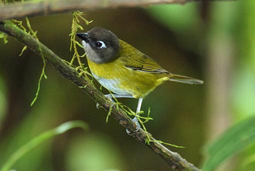 Costa Rica Bird ID-dsc_0500.jpg