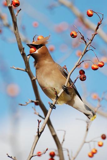 Cedar Waxwing-dsc_0830.jpg