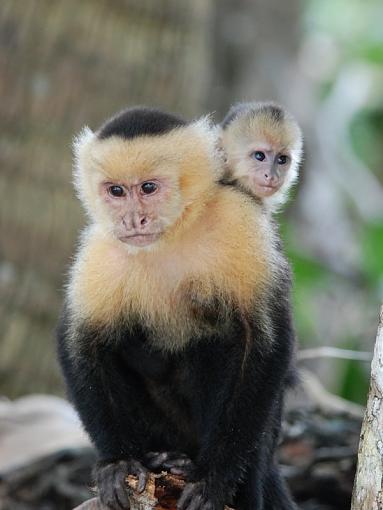 another Capuchin Monkey family photo-dsc_0217.jpg