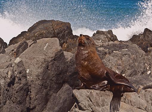 New Zealand Fur Seal-red-rocks-3.jpg