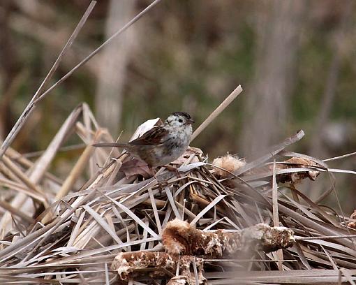 Winter 2012 bird ID thread-5951w.jpg