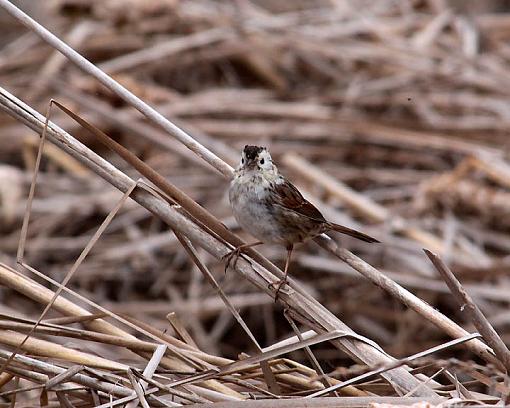 Winter 2012 bird ID thread-5961w.jpg