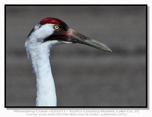 Whooping Cranes-img_6407-headshot-lblds.jpg