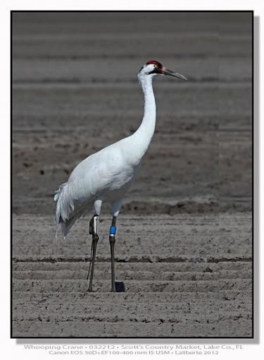 Whooping Cranes-img_6407ptlblds.jpg