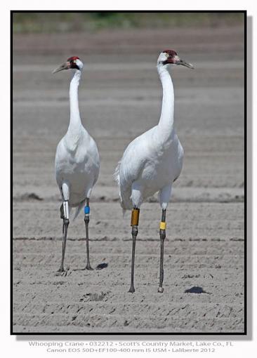 Whooping Cranes-img_6178ptlblds.jpg