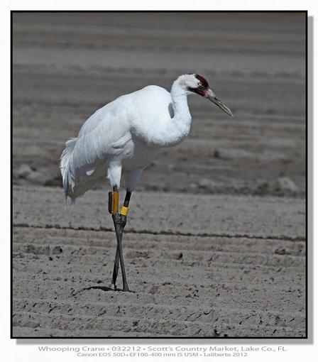 Whooping Cranes-img_6363ptlblds.jpg