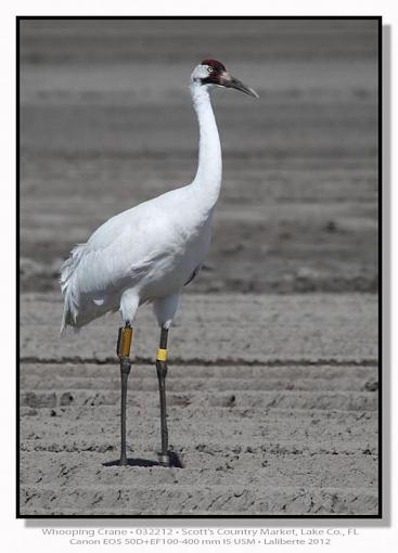 Whooping Cranes-img_6400ptlblds.jpg