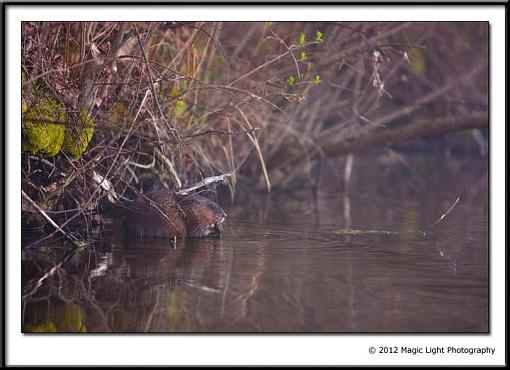 Lots of Life on the lakes.-muskrat.jpg