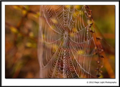 Lots of Life on the lakes.-web.jpg