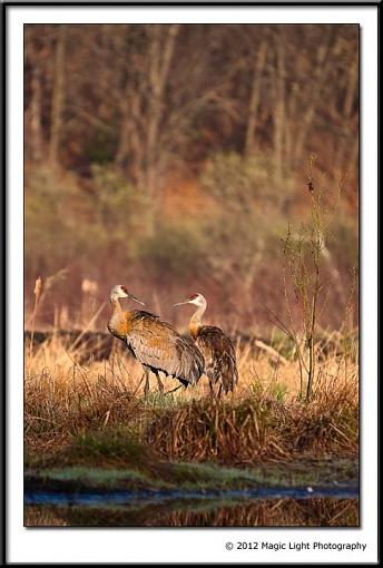 Lots of Life on the lakes.-sandhill_cranes.jpg