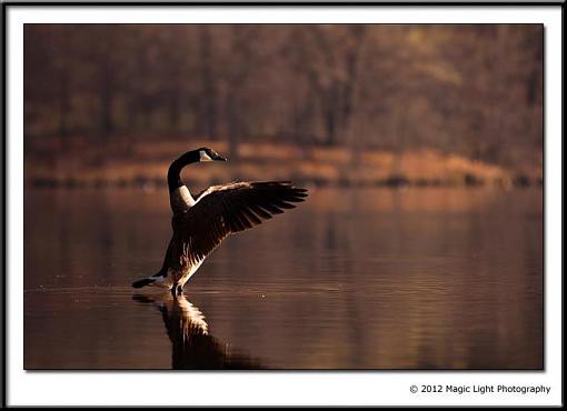 Lots of Life on the lakes.-canada_geese.jpg