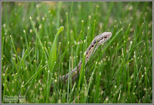 Snake In The Grass-_dsc0580.jpg