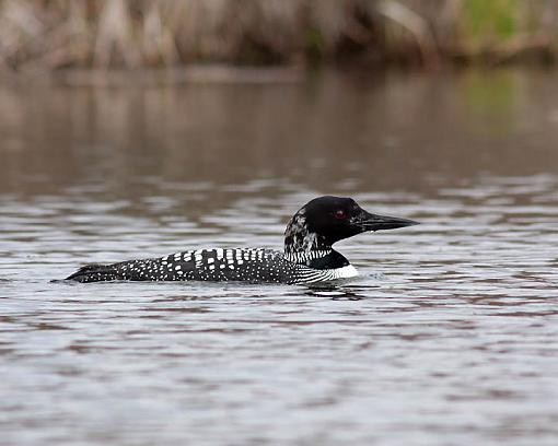 Winter 2012 bird ID thread-0163w.jpg