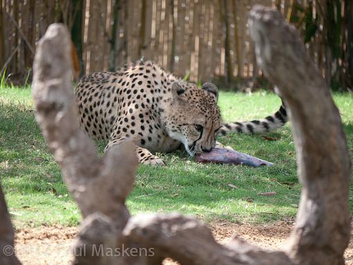 Busch Cheetahs-_1090844.jpg