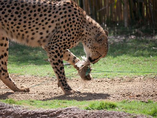 Busch Cheetahs-_1090804.jpg