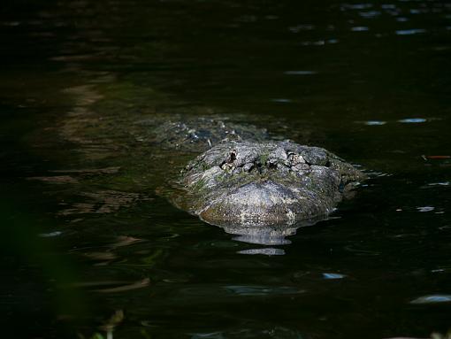 gator-_1090879.jpg