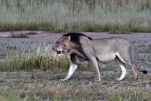 In the Kgalagadi-lion-kglgdi-12-_dsc65347r.jpg