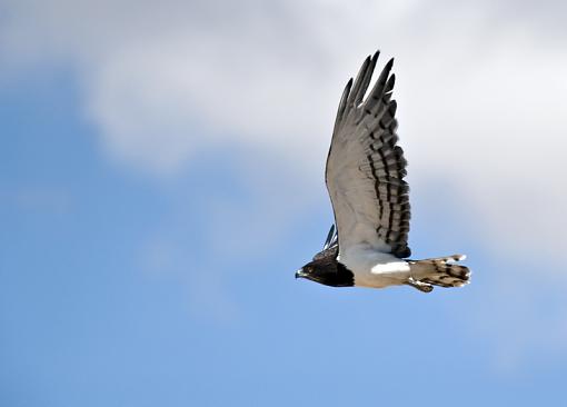 In the Kgalagadi-blck-chsts-snke-eagle-kglgdi-12-_dsc6243r.jpg