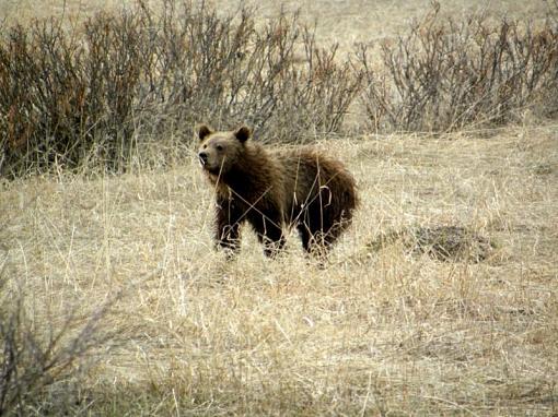 Grizzly Bears-dscn6312-001.jpg