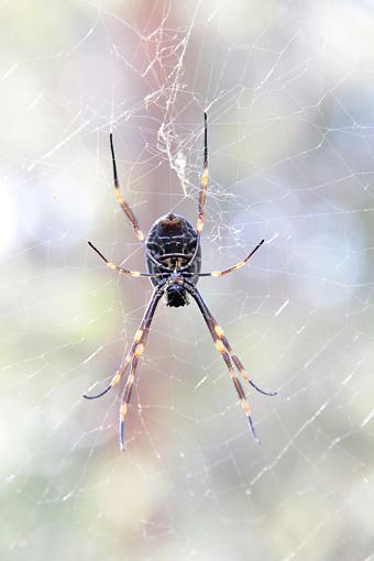 Can anyone identify this guy? arachnophobia warning-img_4723web.jpg