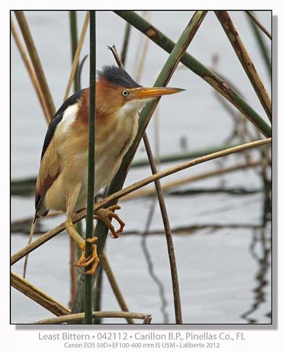 Least Bittern-img_9695ptlblds.jpg