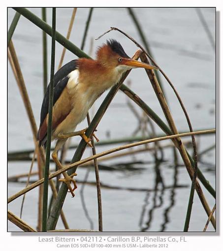 Least Bittern-img_9705ptlblds.jpg