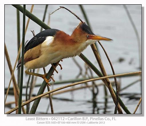 Least Bittern-img_9706ptlblds.jpg