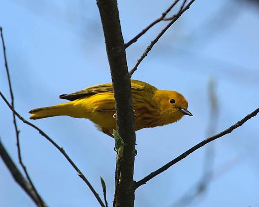 Winter 2012 bird ID thread-1462w.jpg