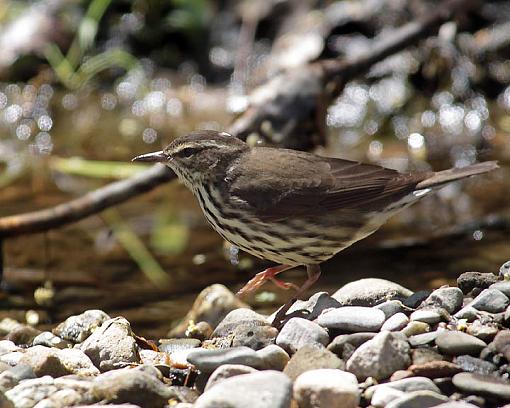 Winter 2012 bird ID thread-1549w.jpg