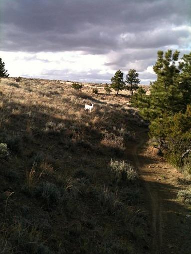 Albino Mule Deer-img_0117.jpg