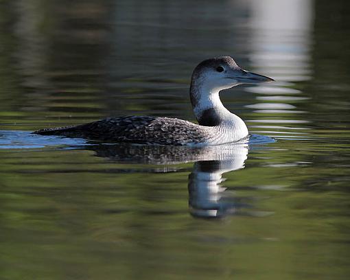 SPRING 2012 bird ID thread-1793w.jpg