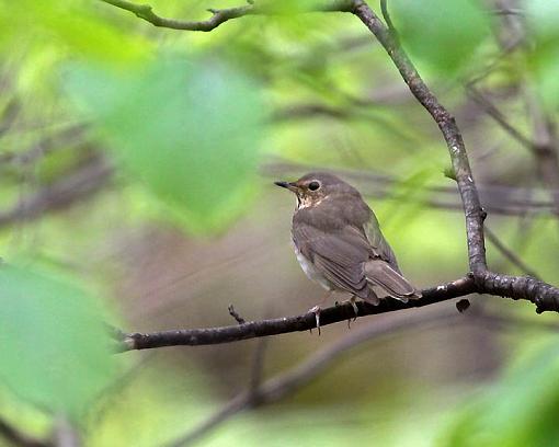 SPRING 2012 bird ID thread-2697w.jpg