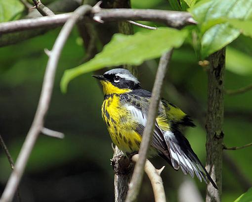 SPRING 2012 bird ID thread-3192w.jpg