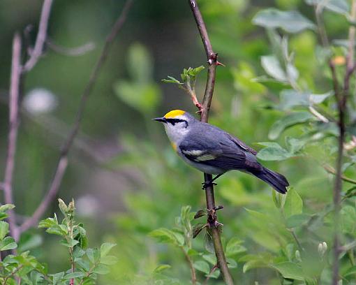 SPRING 2012 bird ID thread-3496w.jpg