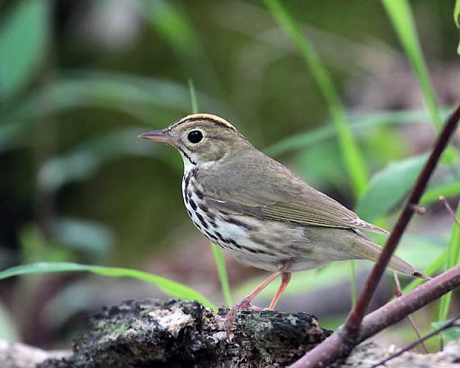 SPRING 2012 bird ID thread-3685w.jpg