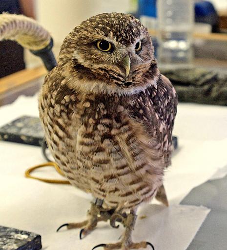 Burrowing Owl Chicks-burrowowl.jpg