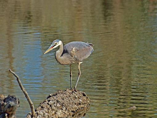 Gbh-heron01.jpg