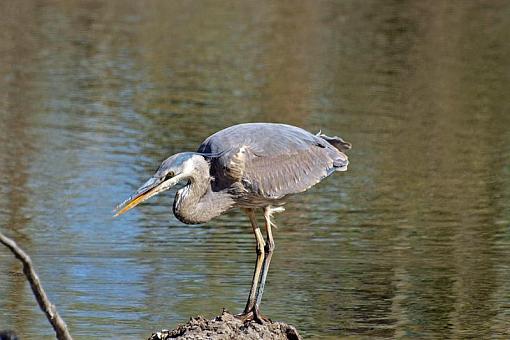 Gbh-heron04.jpg