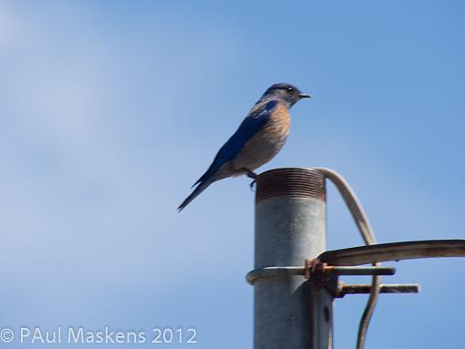 SPRING 2012 bird ID thread-_5121331.jpg